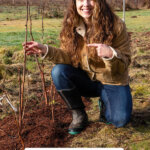 Pinterest pin for how many fruit and berry bushes to plant. Image of a woman kneeling next to tied up raspberry canes.