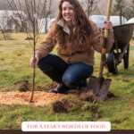 Pinterest pin for how many fruit and berry bushes to plant. Image of a woman kneeling next to a freshly planted bare root fruit tree.