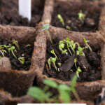 Pinterest pin with an image of seedlings starting to grow.