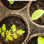 Pinterest pin with an image of seedlings starting to grow.