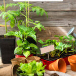 Pinterest pin with an image of a potting bench and plant starts.