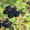 Black elderberries growing on a bush.