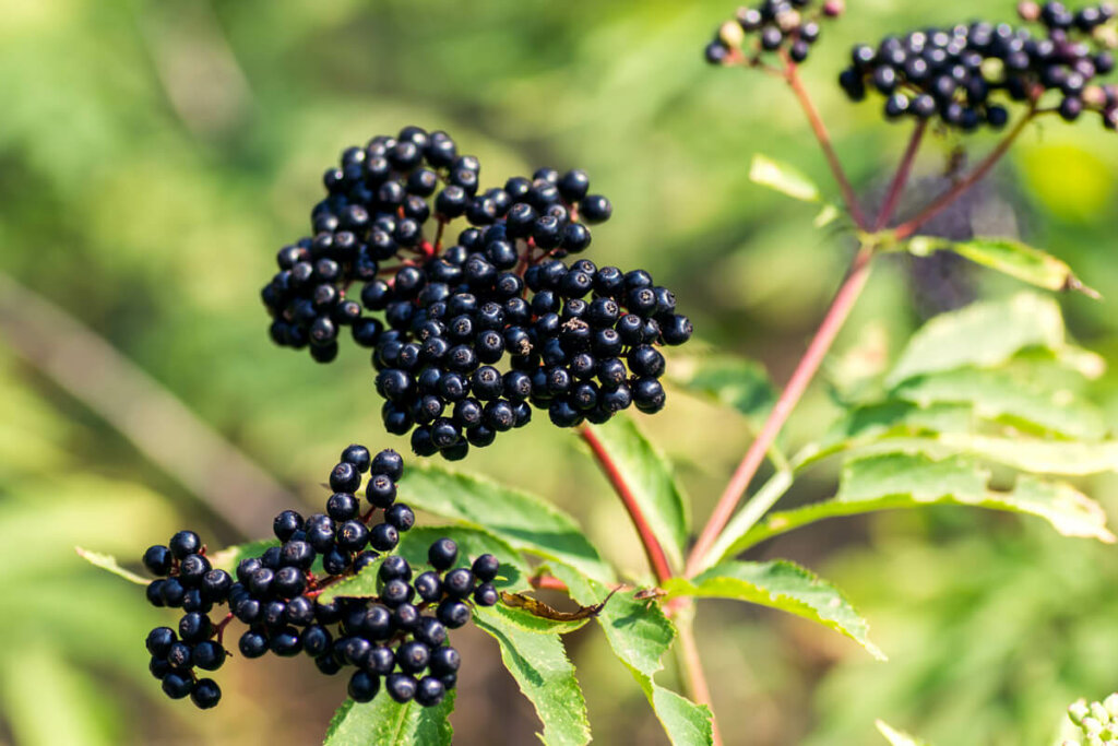 Black elderberries growing on a bush.