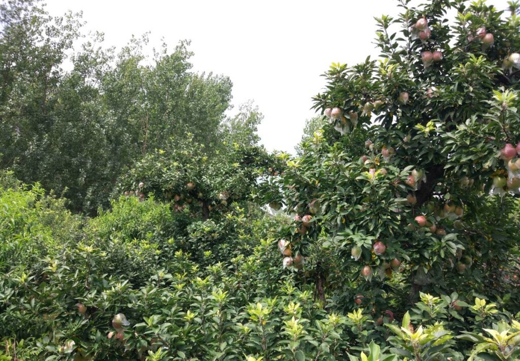 Many apple trees of all sizes with a lot of fruit on them.