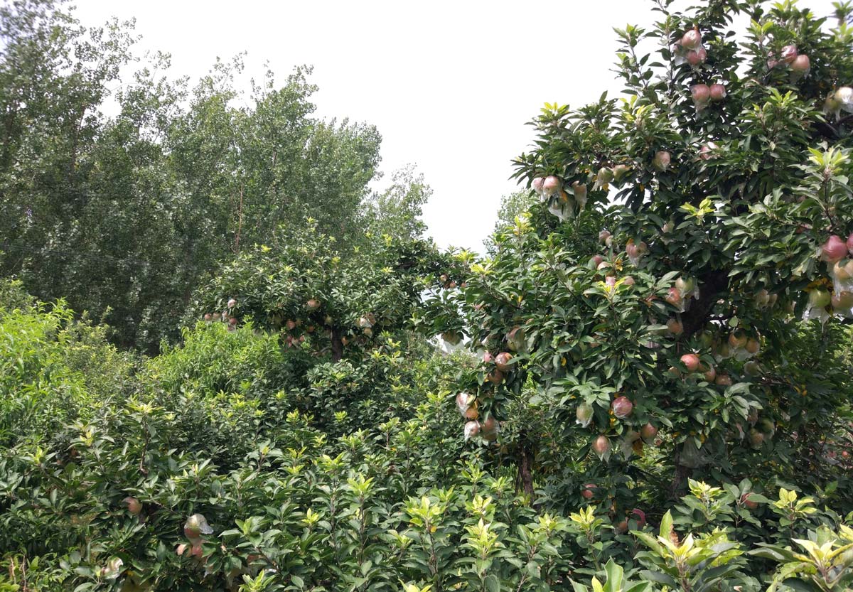 Planting Berry Bushes And Fruit Trees How Many Fruit Berry Plants