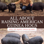 Pinterest pin for raising American Guinea Hogs with a photo of a woman crouched down by guinea hogs.