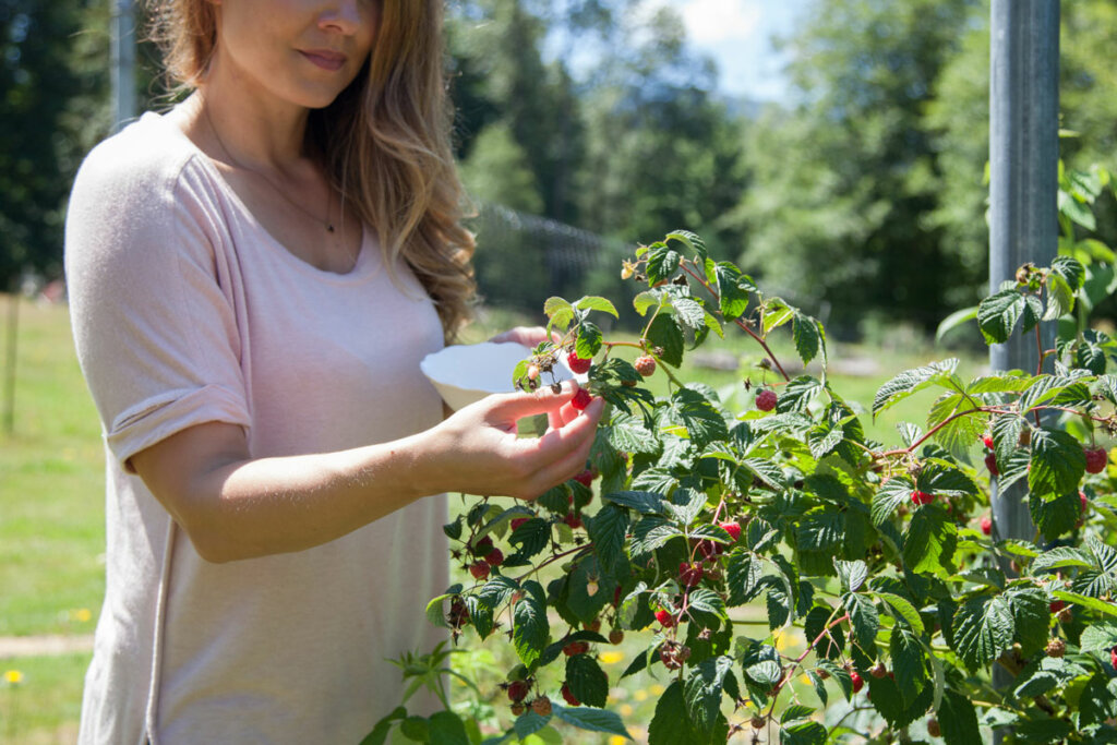 A woman picking raspberries into a white bowl.