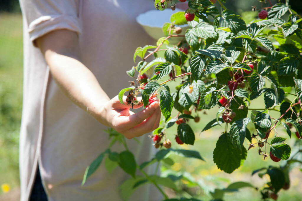 Picking Your Own Raspberries - NARBA