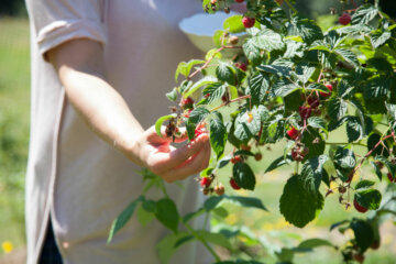 A woman's hand picking raspberries.