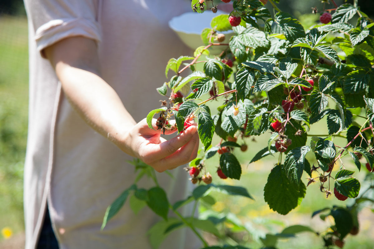 How to Grow Your Own Raspberries