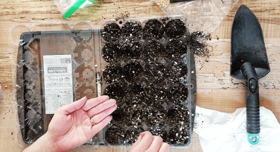 plastic egg carton with dirt on tray for seeds