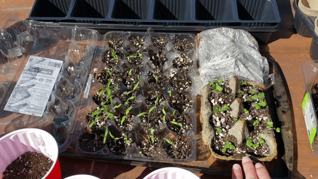 two week old seedlings in egg cartons ready to be transplanted