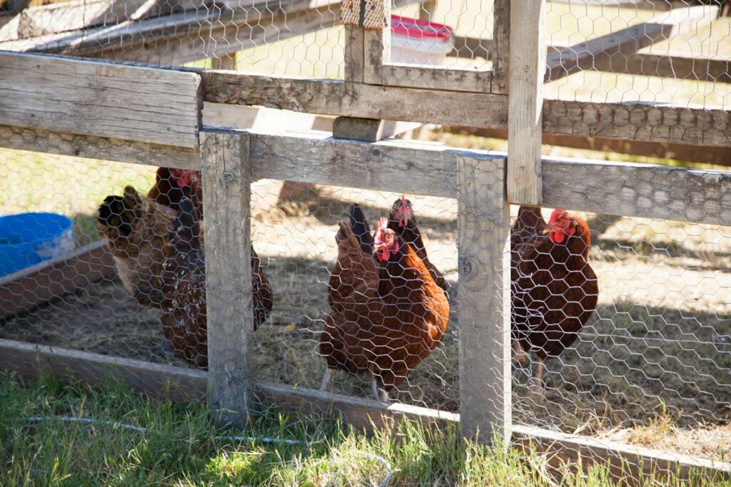 Chickens inside a portable chicken tractor.