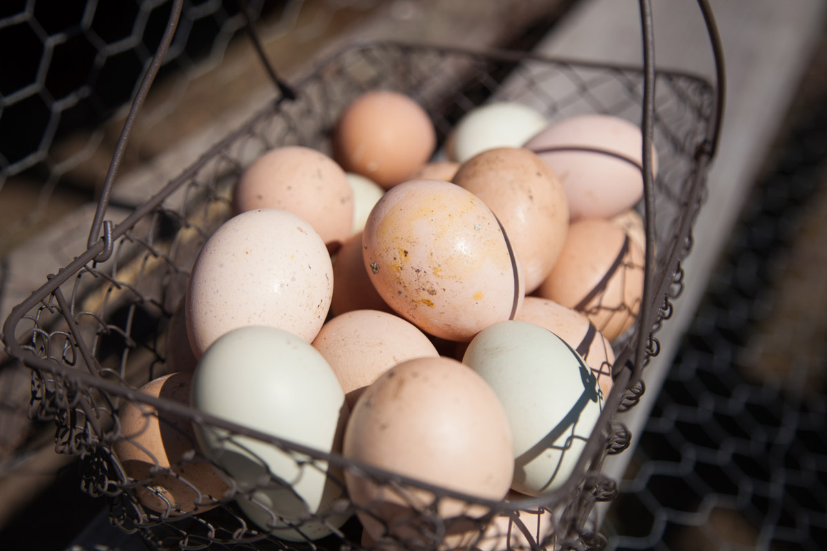 An upclose image of a wire basket filled with farm fresh eggs.