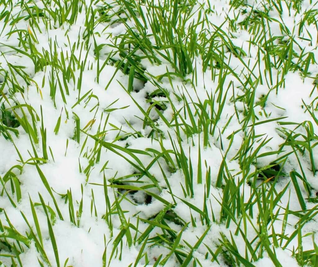 Photo of rye grasses covered in snow.