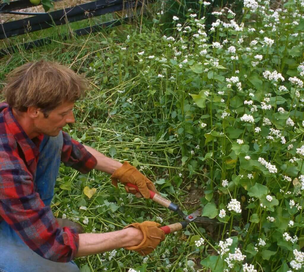 Photo of a man hand cutting cover crop that has flowered.