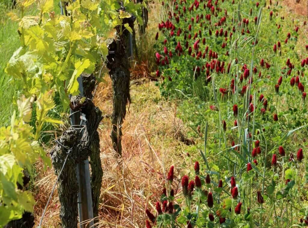 Image of a dormant grapevine with fotolinchen growing next to them.