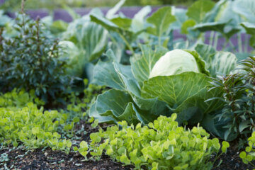 Image of cover crops growing next to cabbage in the garden.