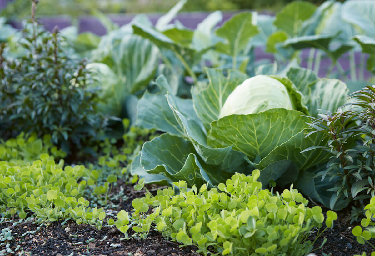 Image of cover crops growing next to cabbage in the garden.
