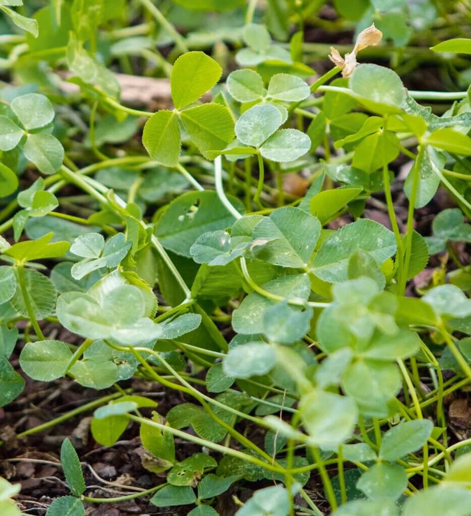 Up close photo of Derek Trimble cover crop.