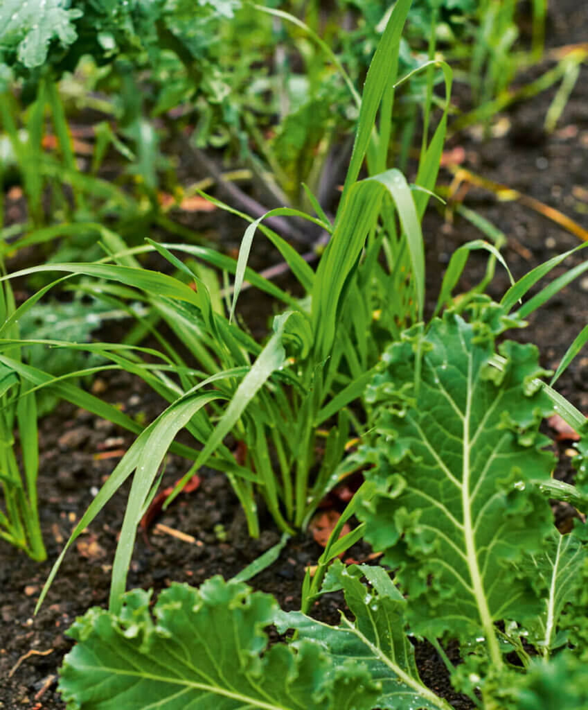 Companion plants growing together in the garden. This photo is of grasses and kale.