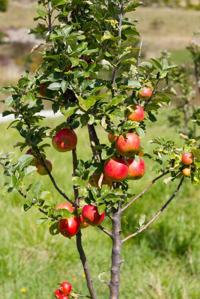 A small apple tree with about a dozen apples on it.