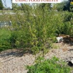 Pinterest pin for growing food forests with photos of a food forest.