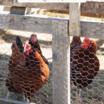 A Pinterest pin for how to raise backyard chickens for eggs with an image of chickens inside a portable chicken coop.