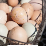 A Pinterest pin for how to raise backyard chickens for eggs with an image of a wire basket full of farm fresh eggs.