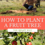 Pinterest pin for how to plant fruit trees with images of fruit trees.