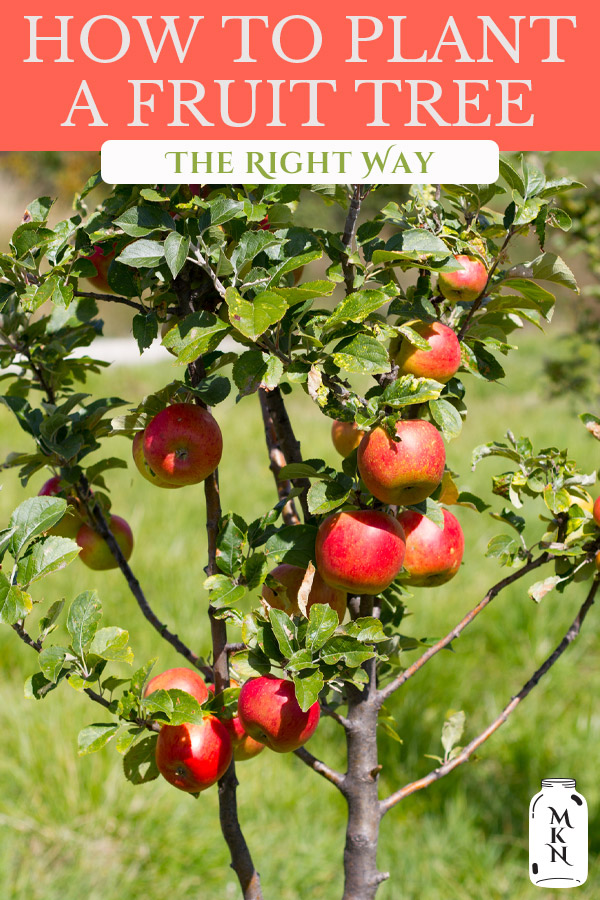 When and How to Plant Fruit Trees