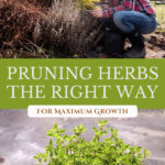 Pinterest pin for how to prune herbs. Images of herbs and a woman pruning dead herbs.