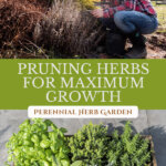 Pinterest pin for how to prune herbs. Images of herbs and a woman pruning dead herbs.