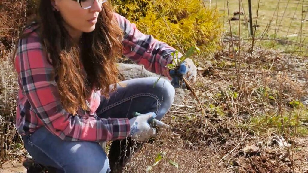 A woman pulling weeds from her herb garden.