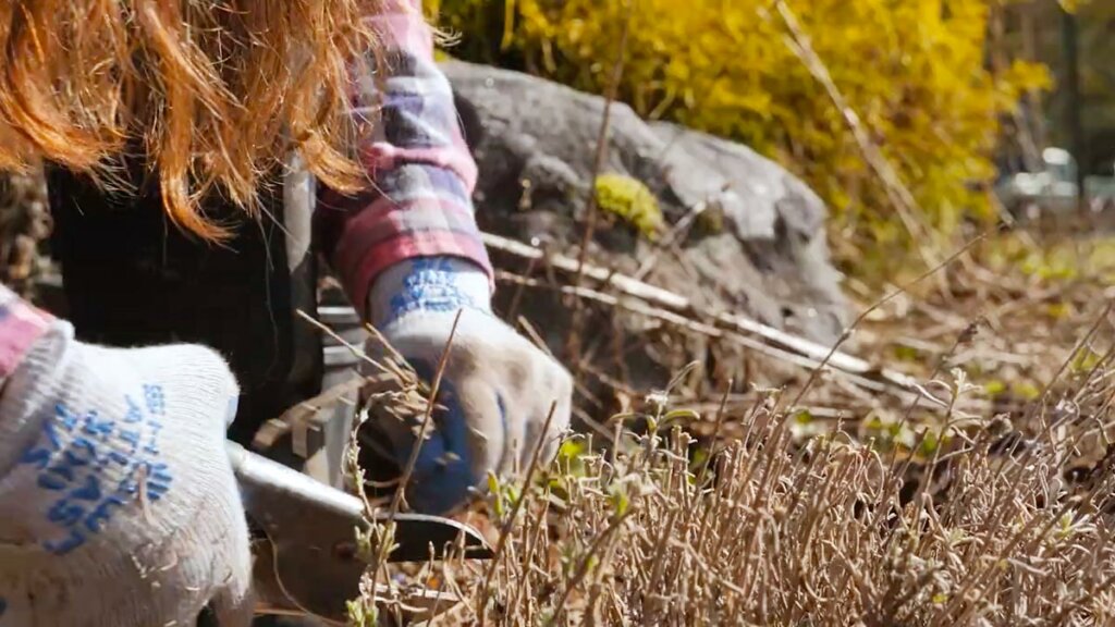 A woman pruning lavender.