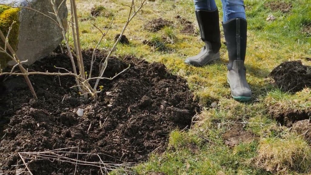 Freshly composted soil around the base of an elderberry bush.