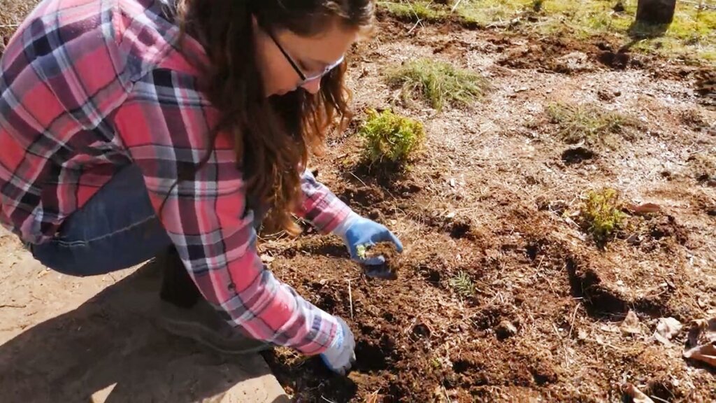 Transplanting a baby chamomile start.