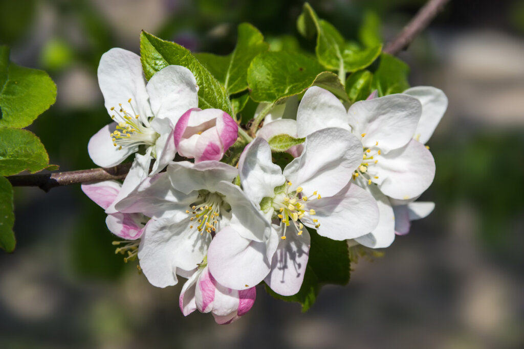 Apple tree blossoms.