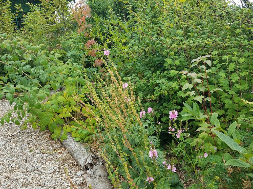 Plants, fruit bushes and other herbs in a food forest.