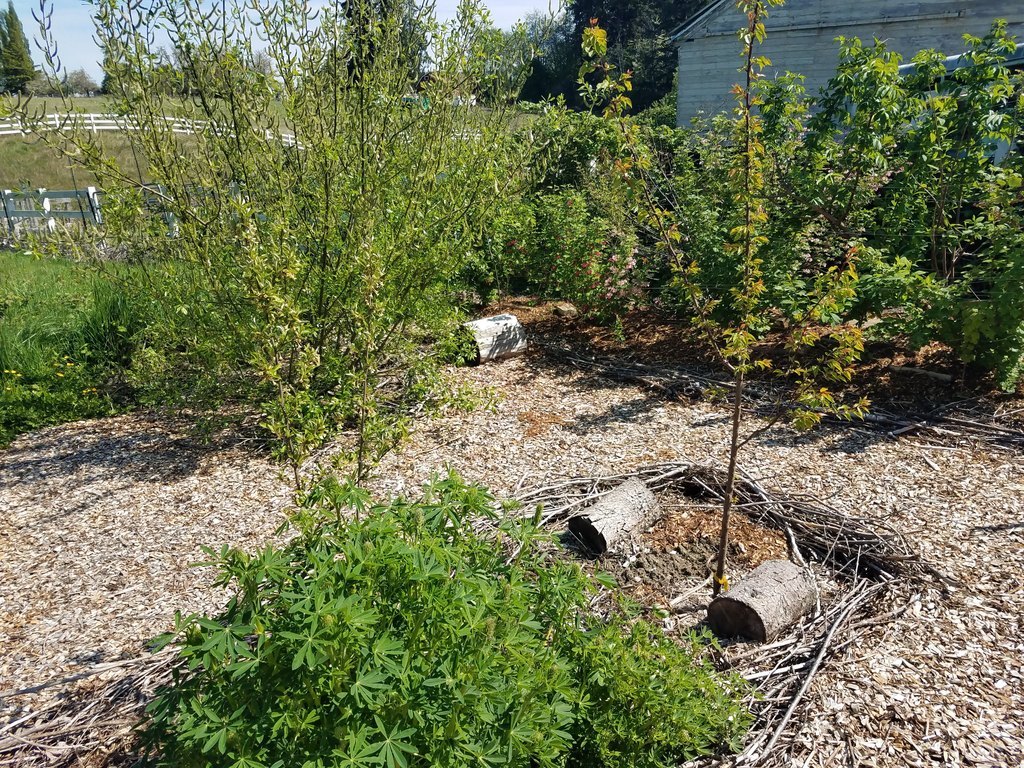 Fruit trees in the middle of a food forest.