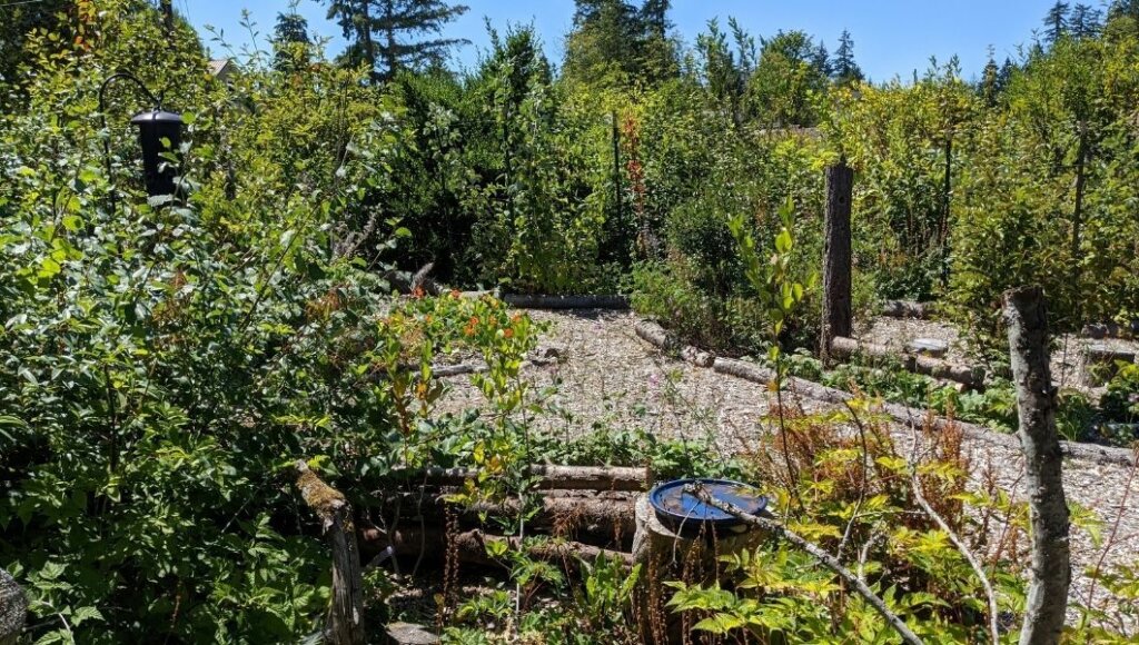 A food forest garden.