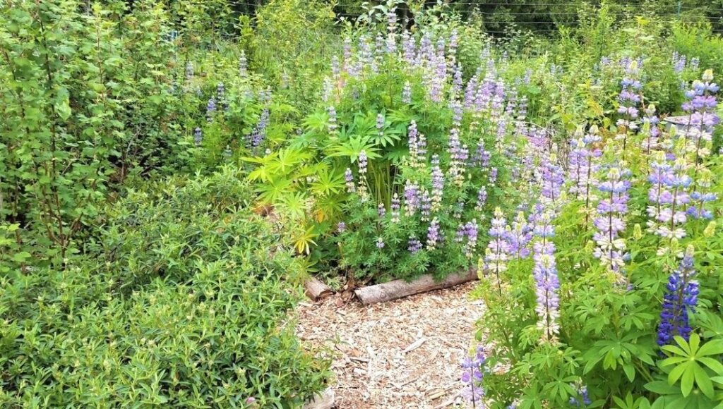 Beautiful green plants with purple blooms in a food forest.