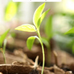 Pinterest pin for beginning gardener tips with an image of seedlings.