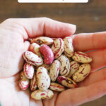 Pinterest pin for beginning gardener tips with an image of a woman's hand holding dried bean seeds.