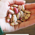 Pinterest pin for beginning gardener tips with an image of a woman's hand holding dried bean seeds.