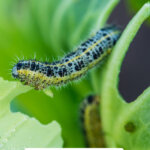 Pinterest pin for pest control in the garden from cabbage moths and slugs. Image of a cabbage eaten by cabbage worms.