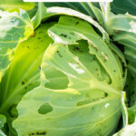 Pinterest pin for pest control in the garden from cabbage moths and slugs. Image of a cabbage eaten by cabbage worms.