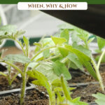 Pinterest pin on potting up seedlings with an image of small tomato seedlings.