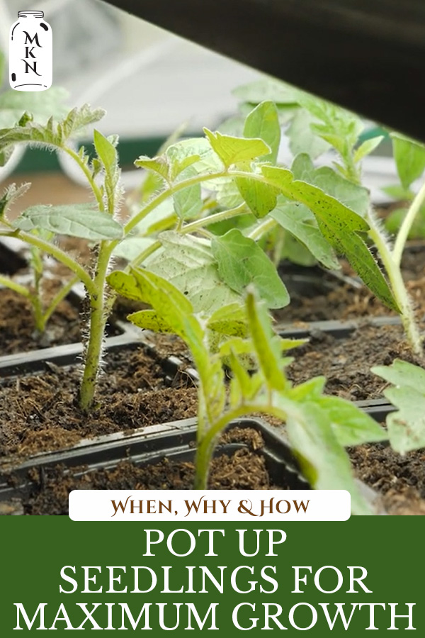 Potting Up Seedlings & How to Separate Seedlings Melissa K. Norris