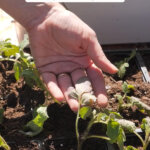 Pinterest pin on potting up seedlings with an image of hands potting tomato seedlings.